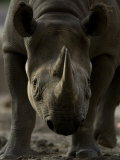 Rhinoceros at the Sedgwick County Zoo, Kansas