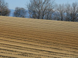 Buy Diagonal Lines of a Plowed Field, Winter Trees and Hills in Back, France at AllPosters.com