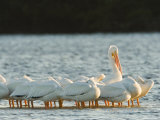 Portrai of American White Pelicans, Sanibel Island, Florida
