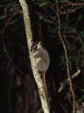 Endangered Leadbeaters Possum Clings to a Branch, Yellingbo Nature Reserve, Australia