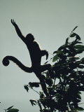 Buy Grey Wooly Monkey Hurls Itself from a Bough in the Rain Forest at AllPosters.com