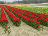 Buy Horizontal View of a Bright Red Tulip Field in Provence, France at AllPosters.com