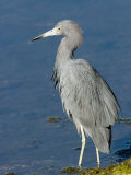 Portrait of a Reddish Egret, Sanibel Island, Florida