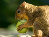 Red Fox Squirrel Chews on a Walnut in Lincoln, Nebraska