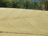 Buy Curving Lines of Plowed Fields on Two Hillsides, with Trees in Back, France at AllPosters.com