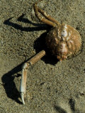 Lone Crab Shell in the Sand on a Beach