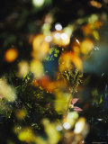 Buy Detail of Plants in Rainforest, Borneo at AllPosters.com