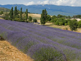Buy Field of Lavender in Bloom with Hills Behind, in Provence, France at AllPosters.com