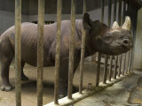 Rhino at the Sedgwick County Zoo, Kansas