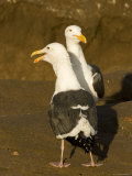 Portrait of Two Seagulls on a Beach