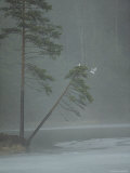 Gulls Nesting in an Evergreen Bent over a Frozen Lake