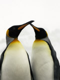 Courting King Penguins Touch Bills