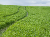 Buy Grassy Hillside with Curving Wheel Tracks Running Through It, France at AllPosters.com