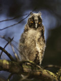 Buy Juvenile Horned Owl at AllPosters.com