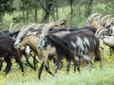 Herd of Goats Runs Across a Field in Provence, France