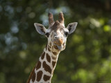 Reticulated Giraffe Sticks its Tongue Out at the Camera, Henry Doorly Zoo, Nebraska