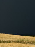Buy Field of Grain is Lit by the Sun against an Almost-Black Storm Sky, France at AllPosters.com