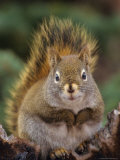 Red Squirrel Sitting on Tree Snag, Alaska