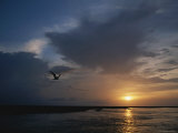 Gull Soars over the Delta at Twilight