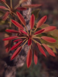Buy New Growth on a Shea Tree at AllPosters.com