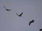 Four Migrating Sandhill Cranes at the Rowe Audubon Sanctuary