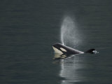 Killer Whale Calf Blows as It Surfaces