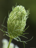 Buy Queen Anne's Lace Unfolds at AllPosters.com
