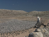 Heermann's Gulls on Rasa Island, Baja California, Mexico