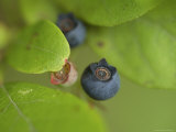 Buy Northern Highbush Blueberries Ripen on the Bush at AllPosters.com