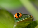 Red-Eyed Tree Frog at the Sunset Zoo, Kansas