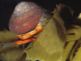 Norris's Top Snail Crawling on Giant Kelp Blade. Norrisia Norrisi, California