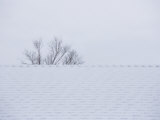 Buy Rooftop and Tree in the Snow at AllPosters.com