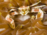 Porcelain Crab in a Sea Anemone, Malapascua Island, Philippines