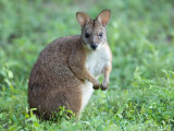 Parma Wallaby at the Sunset Zoo in Manhattan, Kansas