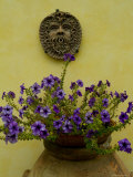 Potted Purple Petunias on a Wooden Bench against a Yellow Wall, Tuscany, Italy