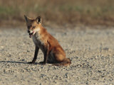 Red Fox Pauses to Lick its Chops, Bombay Hook, Delaware