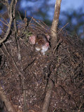 Ringtail Possum Emerging from Nest Drey to Feed at Night, Yellingbo Nature Reserve, Australia