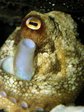 Maori Octopus Breathes Through It's Syphon Whilst Resting in a Cave, Australia