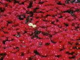 Buy Pink Flowers Surround a Few Yellow Buds at AllPosters.com