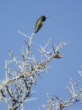 Male Costa's Hummingbird at Cottonwood Springs, Joshua Tree National Park, California