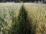 Buy Path Cuts Through Wheat Field, Qinghai Province, China at AllPosters.com