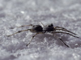 Salt Lake Wolf Spider, Lycosa Eyrei, Hunts on Salt Lakes Chrystals, Australia