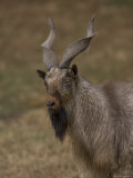 Markhor at the Rolling Hills Zoo