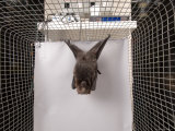 Rodrigues Fruit Bat, Lincoln, Nebraska