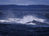 Pod of Humpback Whales Frolic and Splash on the Ocean Surface, Australia