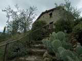 Prickly Pear Cactus at the Bottom of a Stairway to a Tuscan Villa, Tuscany, Italy