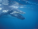 Newborn Southern Humpback Whale Calf Head in Profile Underwater, Australia