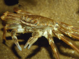 Red Bait Crab with Long Legs Hiding in Cave Shelter, Australia