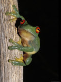 Red Eyed Tree Frog, Litoria Chloris, Clinging Vertically to a Branch, Australia