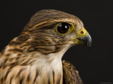 Merlin, Lincoln, Nebraska